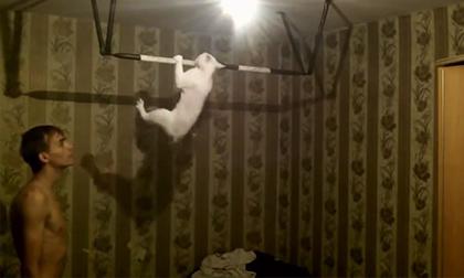 Chú mèo với ước mơ 'sáu múi'