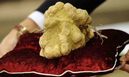 Cây nấm quý hiếm có giá hơn 21 tỷ đồng