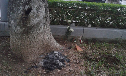 Thai nhi sinh non bị vứt ở vườn hoa trung tâm Hải Phòng