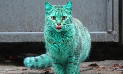  Kì lạ chú mèo màu xanh