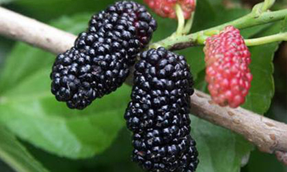 Lợi ích vàng từ quả dâu tằm