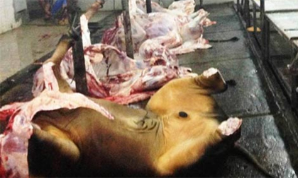 “Thổi” nước vào bò để tăng trọng lượng