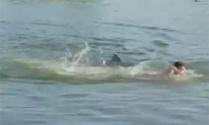 Hài hước với pha cá mập bơi trên sông