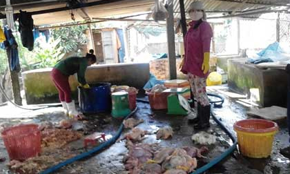 Đồng Nai: Phát hiện cơ sở sản xuất thịt gà thối