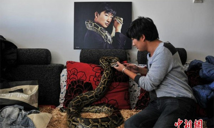 Anh chàng chung sống với 25 con trăn dưới một mái nhà