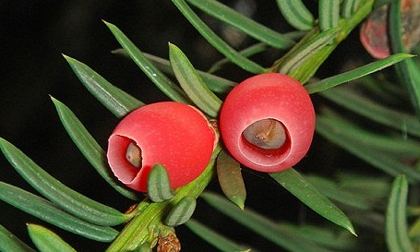 Rùng mình trước 10 loài cây độc nhất thế giới