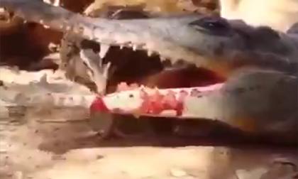 Con cá sấu 'tỉnh' nhất năm