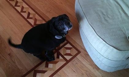 Chú chó vui mừng với 'đôi dép' mới