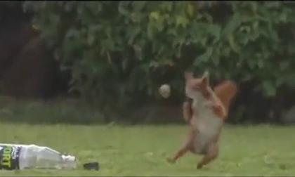 Hoa mắt với tài tâng bóng của... chú sóc nhỏ