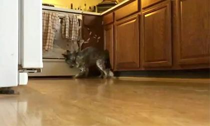 Nhận trái đắng cho thú vui ném bóng trong nhà