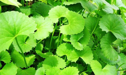 3 bài thuốc dân gian cực tốt chữa bệnh tại nhà nhờ rau má