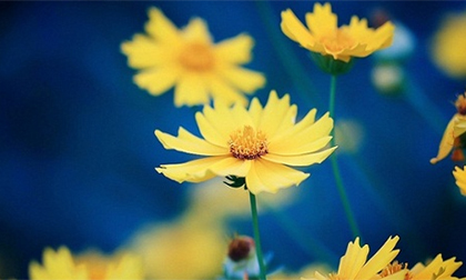 Tử vi cung hoàng đạo thứ bảy của bạn (13/12/2014)