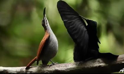 Vẻ đẹp đáng kinh ngạc của 39 loài 'Chim thiên đường'