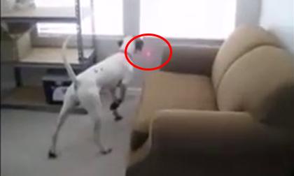 Cún cưng và niềm vui với ánh đèn laser