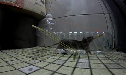 Cách làm bẫy chuột cực đơn giản mà hiệu quả