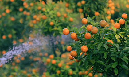 Quất Tứ Liên sẵn sàng chờ Tết