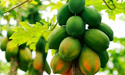 Bài thuốc trị sỏi thận đơn giản với đu đủ xanh