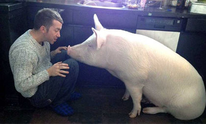 Hai chàng trai yêu điên cuồng một chú heo xinh xắn