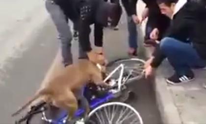 Chú chó 'phát cuồng' vì... lốp xe đạp