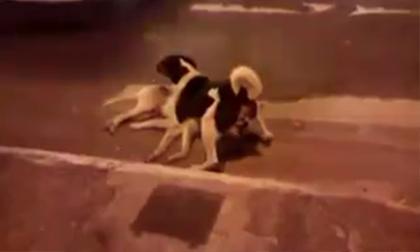 Chú chó cố gắng bảo vệ đồng loại sau khi gặp nạn