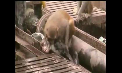 Chú khỉ cứu sống đồng loại bị điện giật