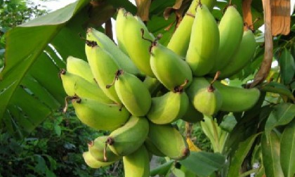 Chuối xanh 'thần dược' chữa nhiều bệnh