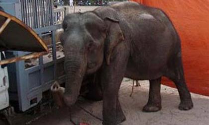 Thương tâm: Voi đoàn xiếc quật chết bé trai 12 tuổi