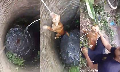 Niềm vui không thể cười