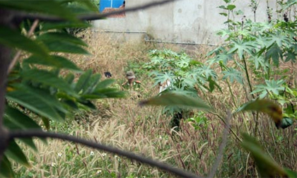 Kinh hãi phát hiện xác người cháy đen trong bụi cỏ