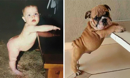 Ảnh vui: Chủ nào tớ nấy