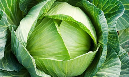 Những loại rau quả cực tốt cho bà bầu trong mùa đông