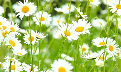 Tử vi cung hoàng đạo chủ nhật của bạn (28/12/2014)