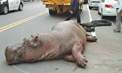 Hà mã bị ngã sấp mặt trên phố, dẫn tới gãy chân và răng