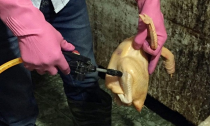 Đột kích cơ sở chuyên bơm nước vào thịt gà