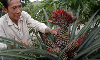 Những trái cây cực độc trong ngày tết của Việt Nam