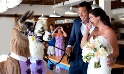 Mời động vật làm “khách” danh dự trong lễ cưới