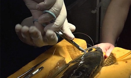 Phẫu thuật thay mắt cho cá bị đục thủy tinh thể