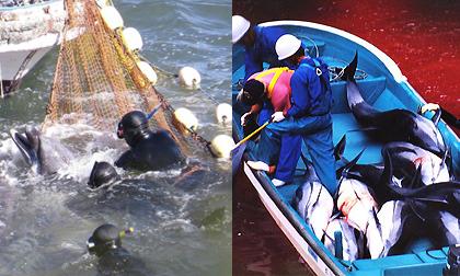Cận cảnh đánh bắt cá heo bằng lưới của ngư dân Nhật Bản