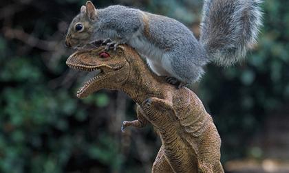 Ngộ nghĩnh hình ảnh sóc ngồi trên đầu khủng long bạo chúa