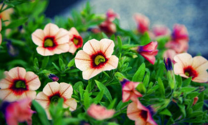 Thứ Năm của bạn (13/2)