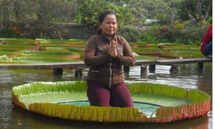 Cận cảnh lá sen 'cõng' được người 80 kg ở Đồng Tháp