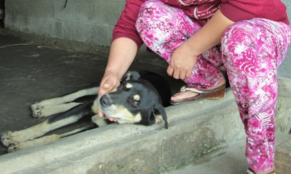 Bi hài với vụ tranh chấp chú chó 'mê gái' khiến công an đau đầu