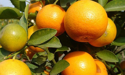 Các vị thuốc tốt cho tiêu hóa