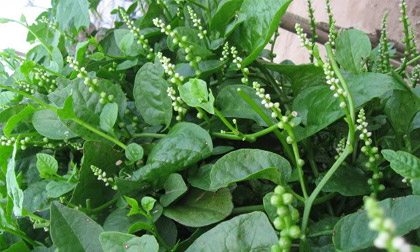 Mồng tơi: Trước là thuốc, sau mới là rau ăn