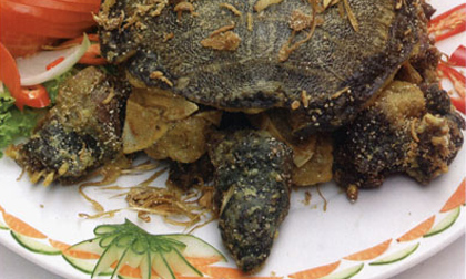 Món ăn từ ba ba bổ huyết, thanh nhiệt