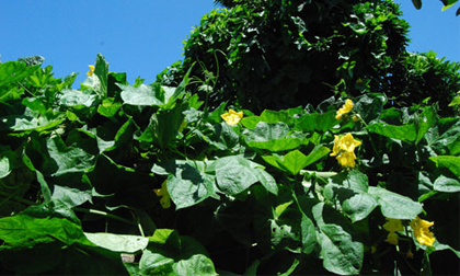 Bài thuốc chữa dị ứng thông thường