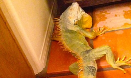 Phát hiện "quái thú" cự đà 8 đuôi ở Mỹ