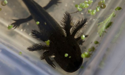 "Quái vật nước ngọt" được tìm thấy sau tuyên bố bị tuyệt chủng