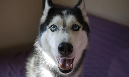 10 động vật biết "nói tiếng người"