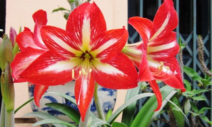 Những loại cây cảnh nên trồng trong nhà